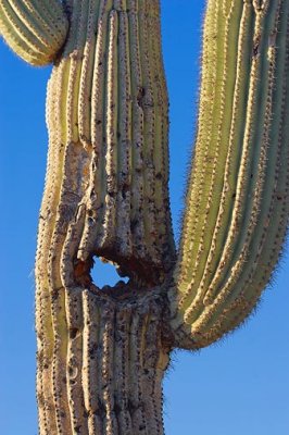 Female Saguaro 80489