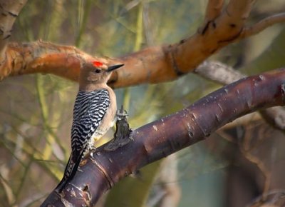 Woodpecker In A Palo Verde Tree 20080124
