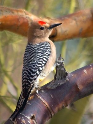Woodpecker In A Palo Verde Tree 80750 (crop)