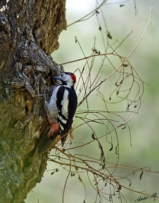 18936 - Downy Woodpecker / Ganey-Tikva - Israel