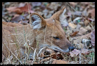 Dhole_0282