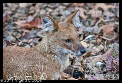 Dhole_0291