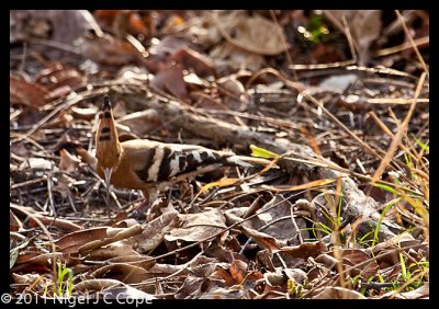 Hoopoe_9988