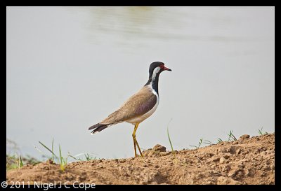Red-wattled lapwing_9990