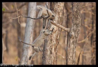 Common langur_0133