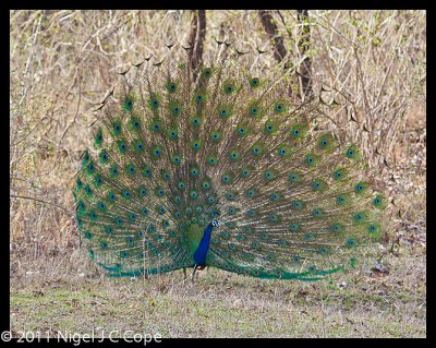 Peacock_0068