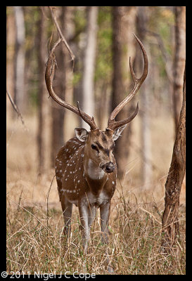 Spotted deer_0046