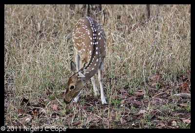 Spotted deer_9896