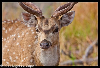 Spotted deer_9919