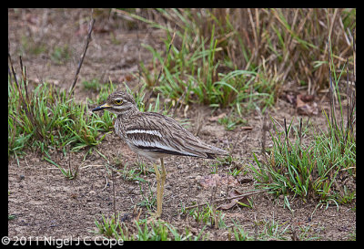 Stone curlew_0219