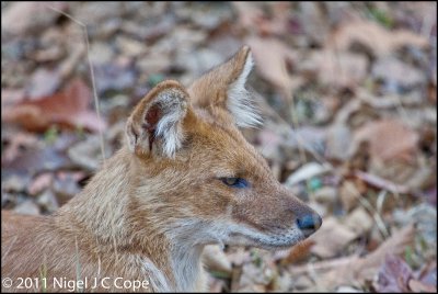 Dhole_0295