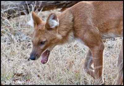 Dhole_0308