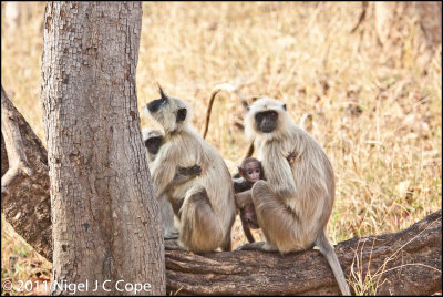 Common Langur_0056