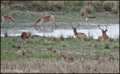 Swamp & spotted deer_0211