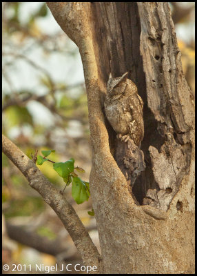 Indian Scops Owl_9943