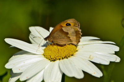 Meadow brown_9789a