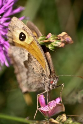 Meadow brown_9792a