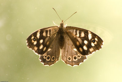 Speckled wood 101