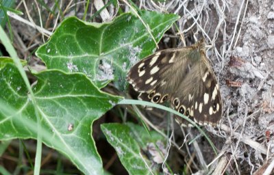 Speckled wood_0558
