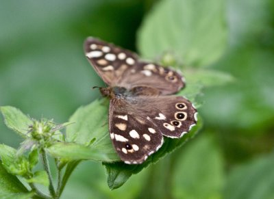 Speckled Wood_0822