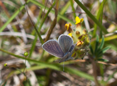 Small blue_9880