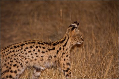 Serval_1176