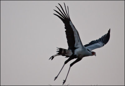 Secretary bird_1190