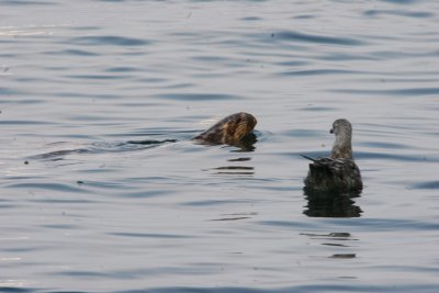 Seals of Chatham