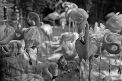 At the Fort Worth Zoo June 29, 2012