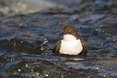 DS3_5048.jpg