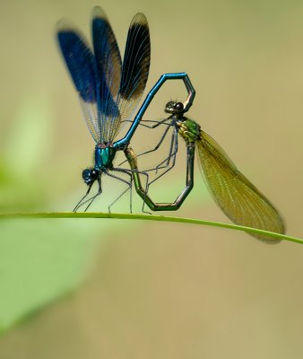 Damsel- and Dragonflies 2010