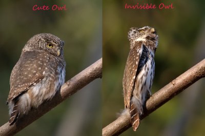 cute and invisible owl.jpg