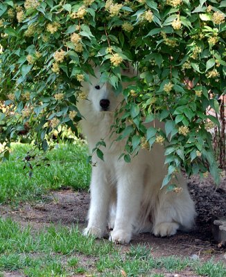 dusty under a bush.jpg