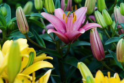 DSC_0071 cs2.jpg