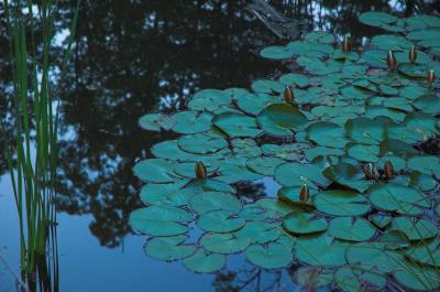 g4/75/593875/3/60722973.DSC_054201.jpg