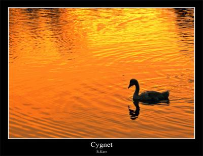 Cygnet.jpg