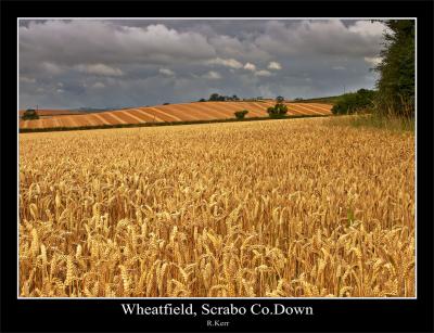 Wheatfield Scrabo.jpg