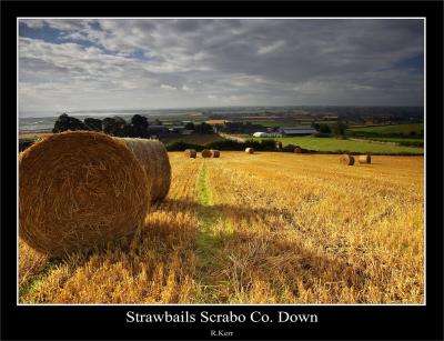 Strawfield Scrabo.jpg