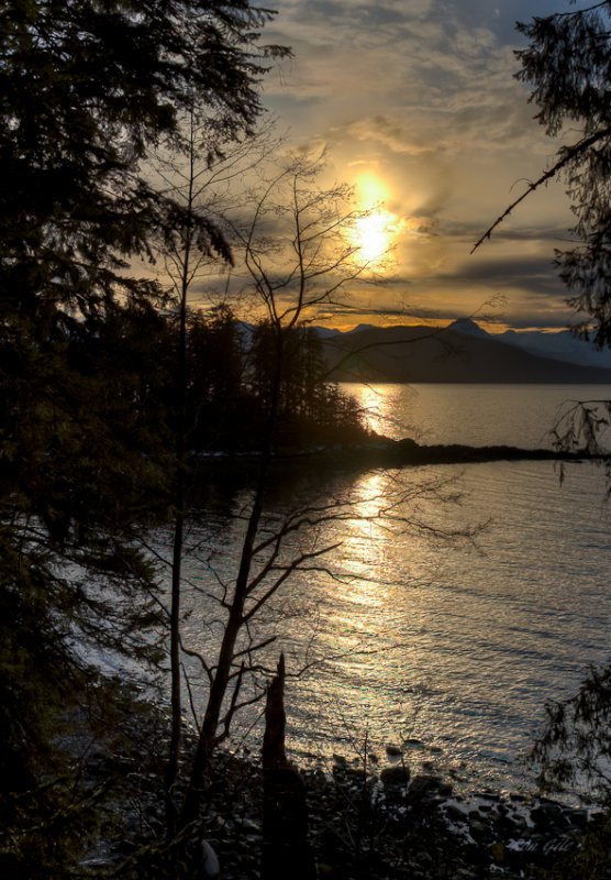 Through the trees -.jpg