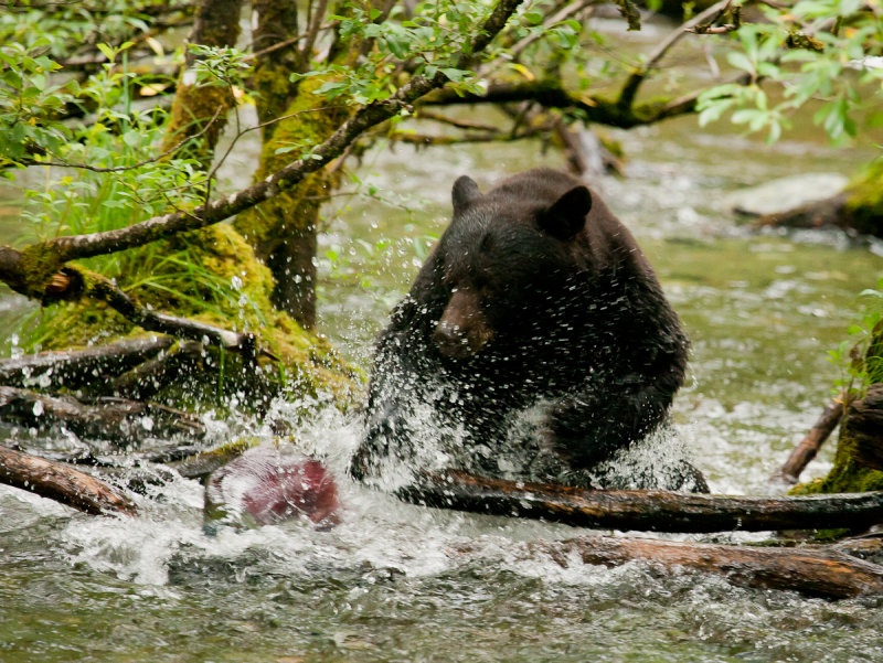 Bears with Bob-9519.jpg