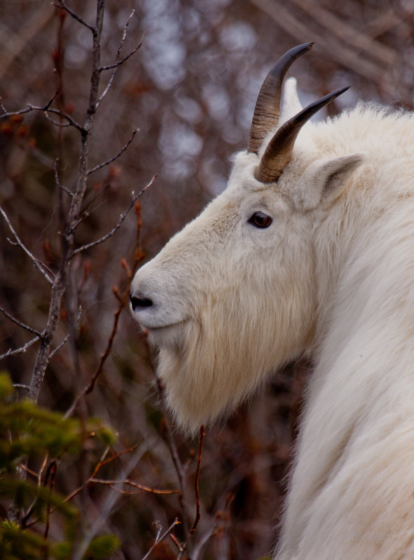 4 goats 2-9334.jpg