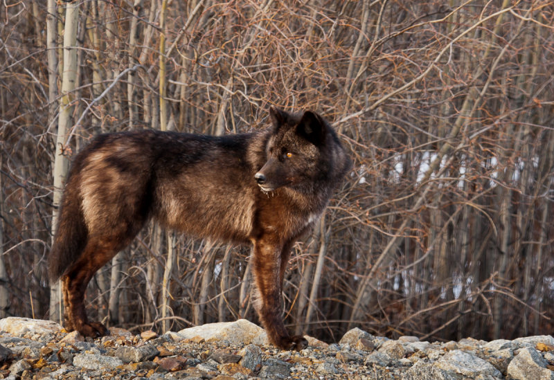 Interior wolf-0305.jpg