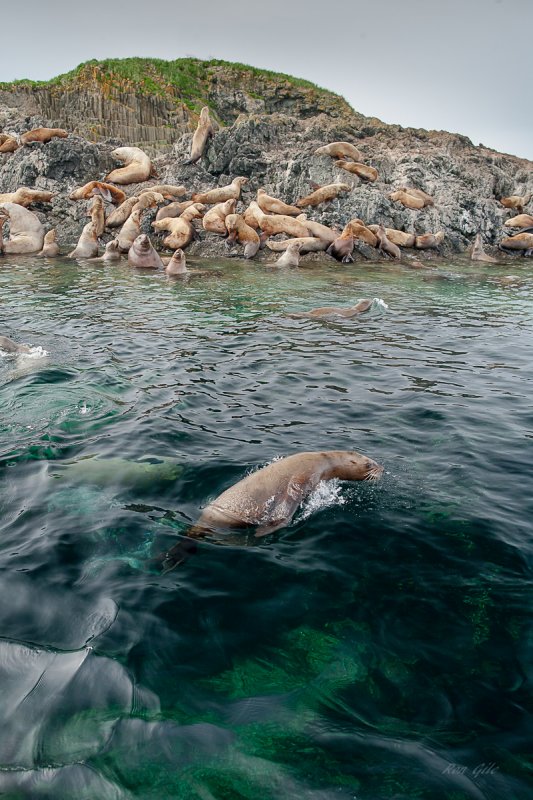 polarized sealions-1207.jpg