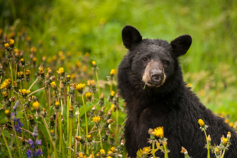Sharp bear-3275.jpg