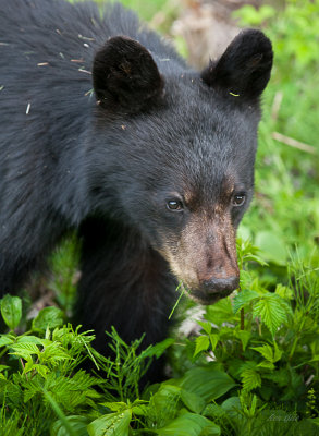 cub eating grass-6560.jpg