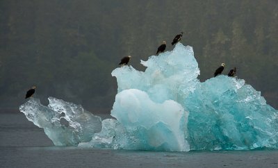 Eagles on an iceberg Tracy Arm-7860.jpg