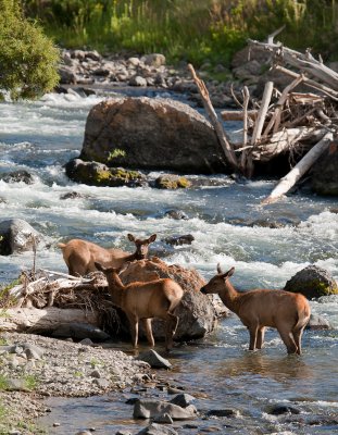 Montana Yellowstone-0133.jpg