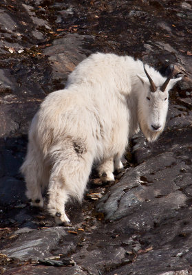 goat day-8379.jpg