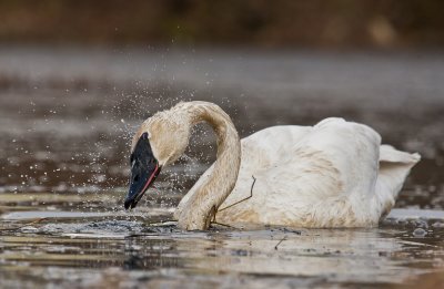 swan pond-9903.jpg