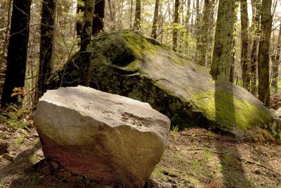 Forest Rocks